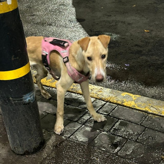  | Raza Mestiza, cruza de Labrador | Encontrada
