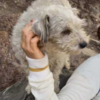 ALUCHE | Raza Mestiza, cruza de Schnauzer con Poodle,  (Schnoodle) | Perdida