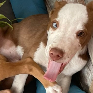 LUCCA | Raza Mestizo, cruza de American Pitbull Terrier | Perdido