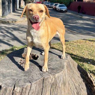 NALA | Raza Labrador  | Final Feliz
