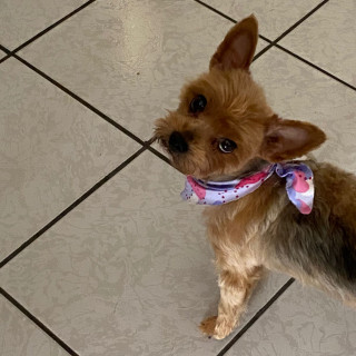 NINA | Raza Yorkshire Terrier (Yorkie) | Final Feliz