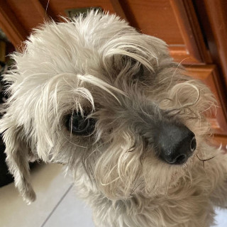 MAZAPÁN | Raza Schnauzer | Final Feliz