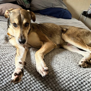 LOKI | Raza Mestizo, cruza de Husky Siberiano | Perdido