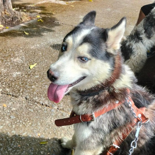 Foto de LOBO