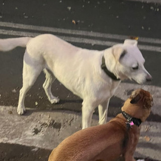  | Raza Mestizo, cruza de Labrador | Final Feliz