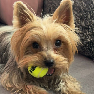 LEAH | Raza Yorkshire Terrier (Yorkie) | Perdida