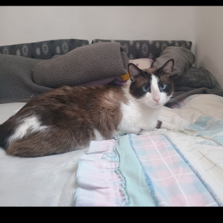 DON DATO/AMO | Raza Snowshoes | Perdido