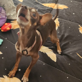 CHOCO | Raza Chihuahua | Perdida