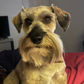 REXY | Raza Schnauzer | Final Feliz