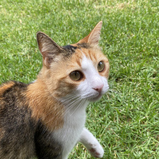 CLARITA | Raza Calicó de pelo corto | Perdida