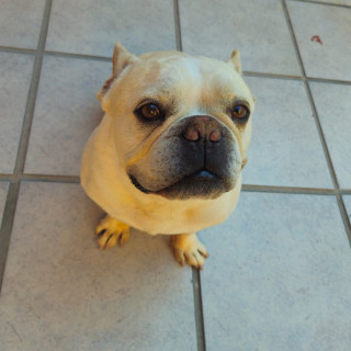 PHILIBERTO | Raza Bulldog Francés  | Perdido