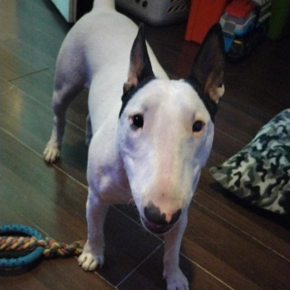 ICE | Raza Bull Terrier Inglés | Perdida