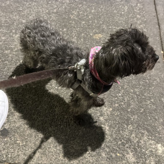 MAGENTA | Raza Mestiza, cruza de Yorkshire Terrier,  (Yorkie), con Maltés | Perdida