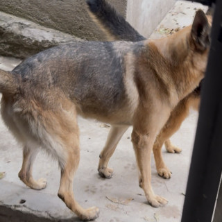 HENRY | Raza Pastor Alemán | Perdido