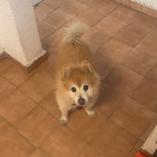 YONI | Raza Spitz Alemán | Final Feliz