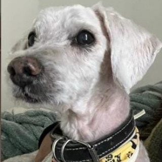 CHINO | Raza French Poodle o Caniche | Perdido