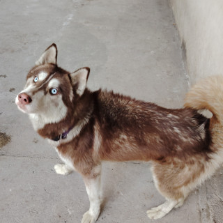  | Raza Husky Siberiano | Encontrado