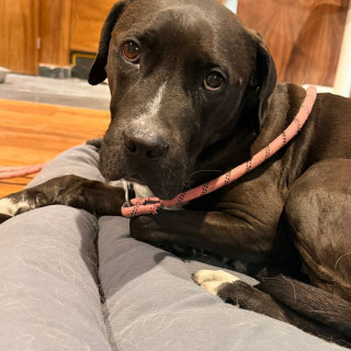  | Raza Mestizo, cruza de American Pitbull Terrier | Encontrado