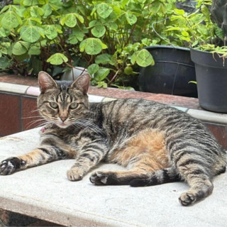 RATOS | Raza Doméstico Américano de Pelo Corto | Perdida