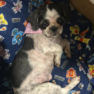 MATRIX O MATI | Raza Shih Tzu  | Final Feliz