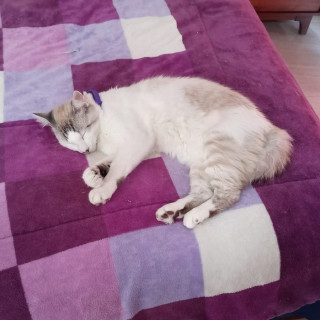 ALGODÓN | Raza Balinés Moderno Punto Tabby | Perdido