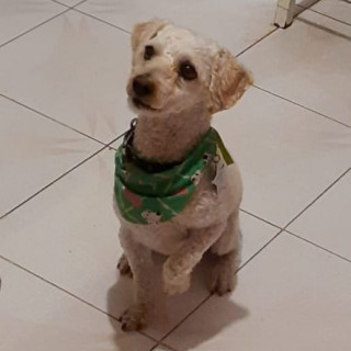 COCO | Raza French Poodle o Caniche | Perdido