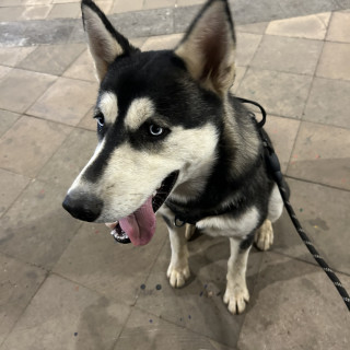 Foto de MAX