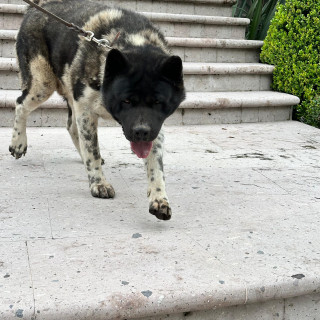  | Raza Akita Americano   | Encontrado