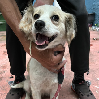  | Raza Mestiza, posible cruza de Cocker | Encontrada