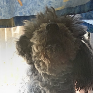  | Raza Mestizo, cruza de French Poodle con Schnauzer,  (Schnoodle) | Final Feliz