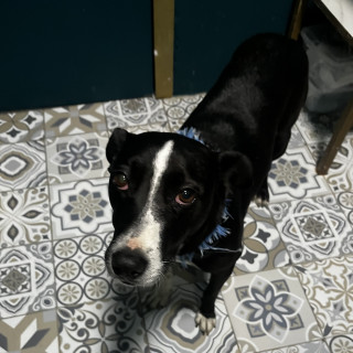  | Raza Mestiza, cruza de American Pitbull Terrier | Encontrada