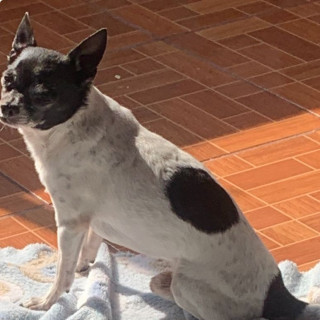 GALLETA | Raza Chihuahua | Perdido