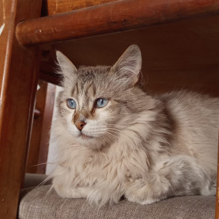 LUIS | Raza Balinés punto tabby | Perdido