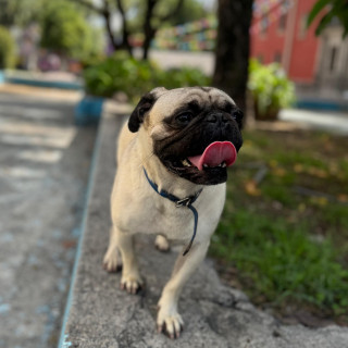 BENJI | Raza Pug o Carlin | Perdido