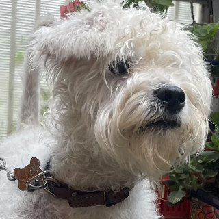 SIMÓN | Raza Schnauzer Miniatura  | En Adopción