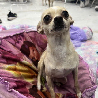 PULGA | Raza Chihuahua | Final Feliz