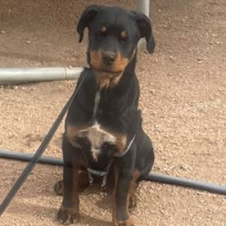 RILEY | Raza Rottweiler | Final Feliz