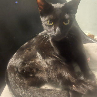 Foto de MILA