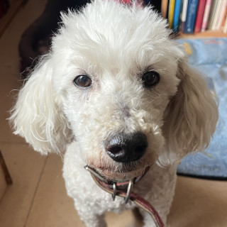  | Raza French Poodle o Caniche | Encontrado