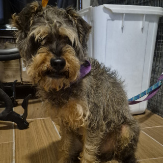  | Raza Mestizo, cruza de Schnauzer | Encontrado
