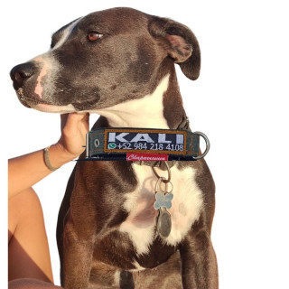KALI | Raza Mestiza, cruza de American Pitbull Terrier | Perdida