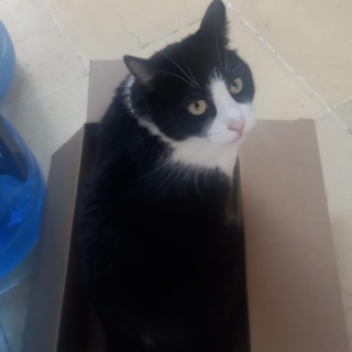 BAYITO | Raza Doméstico Americano de pelo corto | Perdido