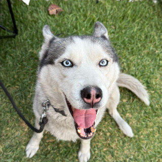 BRUJA | Raza Husky Siberiano | Perdida