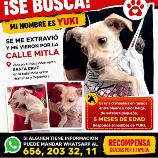 YUKI | Raza Chihuahua | Perdida