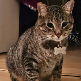 Foto de TOMÁS