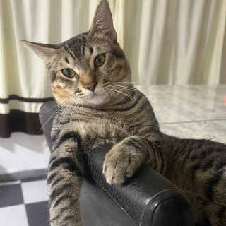 MUFASA | Raza Doméstico Américano de Pelo Corto | Perdido