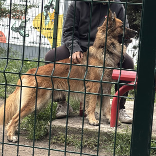 | Raza Mestizo, cruza de Pastor Belga | Encontrado