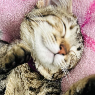 MIMÍ | Raza Doméstico Américano de Pelo Corto | Perdida