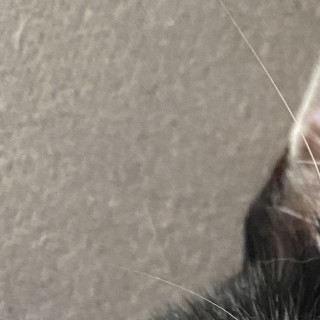 LUCKY | Raza Doméstico Américano de Pelo Corto | Perdida