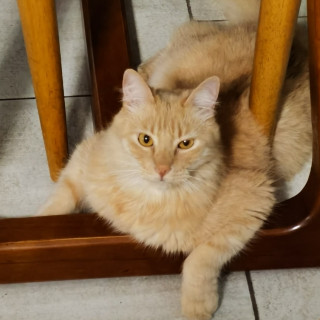 SIMBA | Raza Doméstico Americano de Pelo Semilargo | Perdido